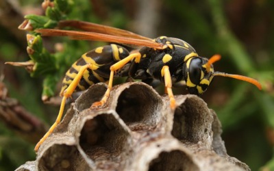 Het gevaar van wespen en wespennesten: Bescherm jezelf en je omgeving